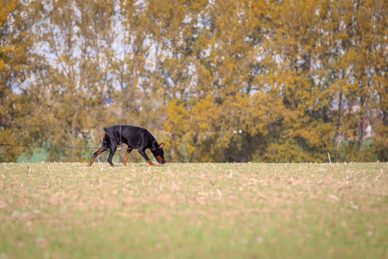 VDH Deutsche Meisterschaft der Fährtenhunde 24.02.2012 Mochau